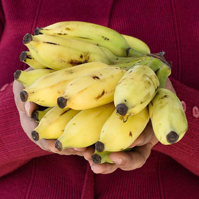 Elaichi Banana [Kela] Online Buy Yelakki Banana in India I Say Organic