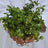 Mint / Pudina