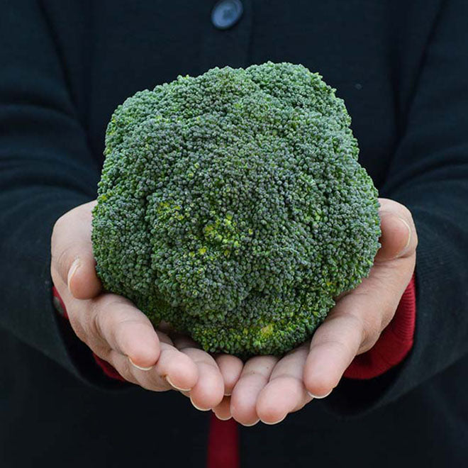 Organic Broccoli