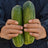 Organic Cucumber Desi (Desi Kheera)