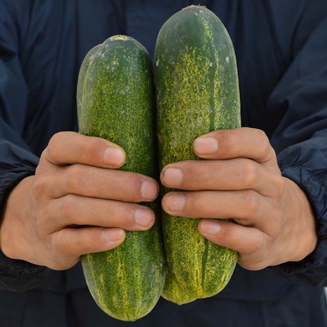 Organic Cucumber Desi (Desi Kheera)