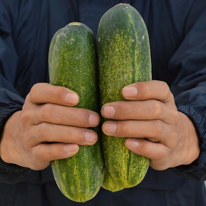 Desi Kheera - Organic Cucumber