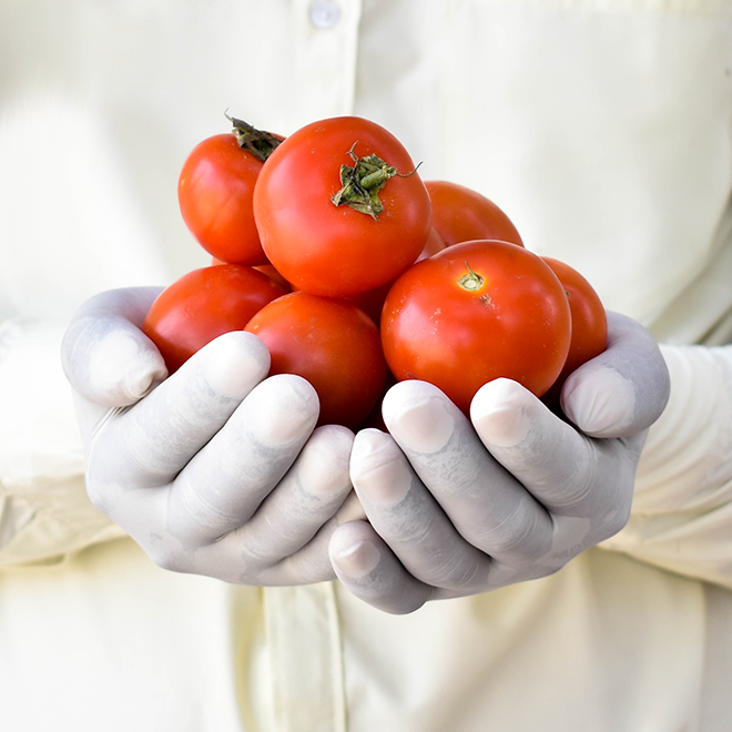 Organic Tomato (Tamatar) Desi