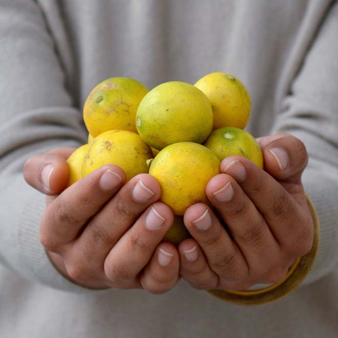 Lemon (Nimbu)