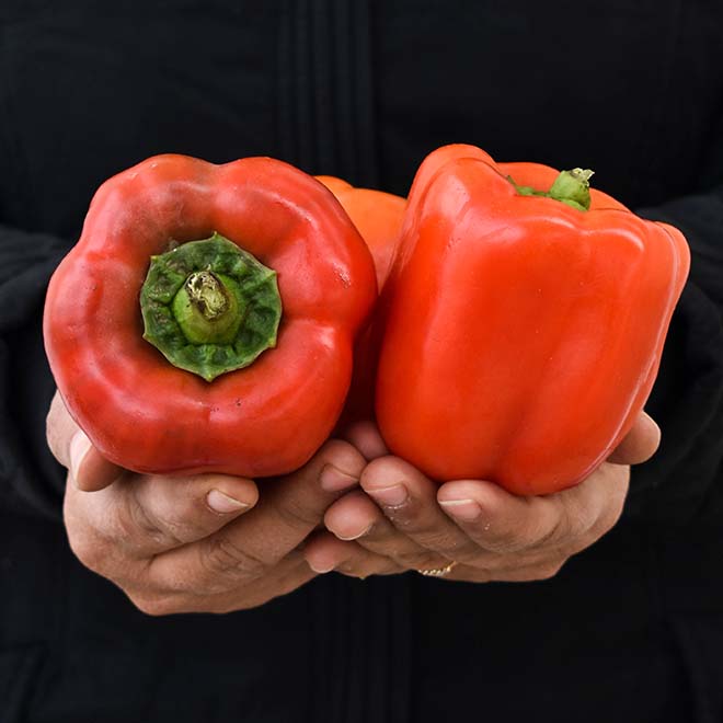 Organic Red Bell Pepper