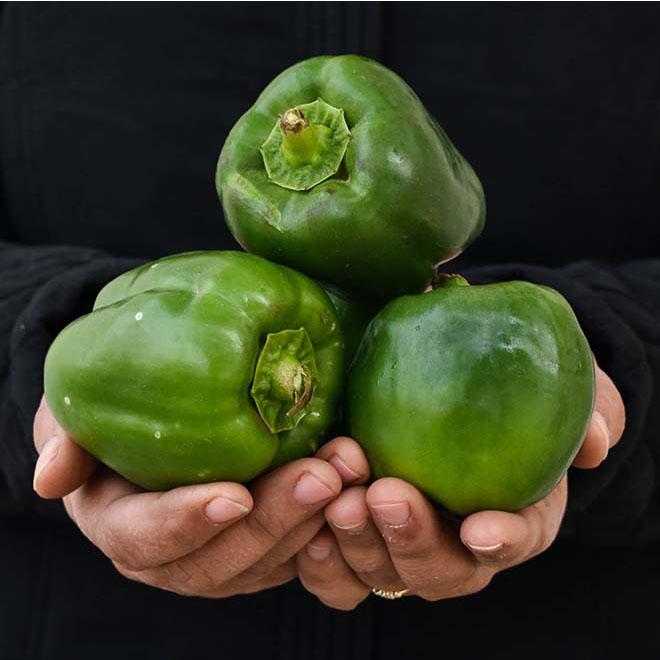 Organic Green Capsicum (Shimla Mirch)