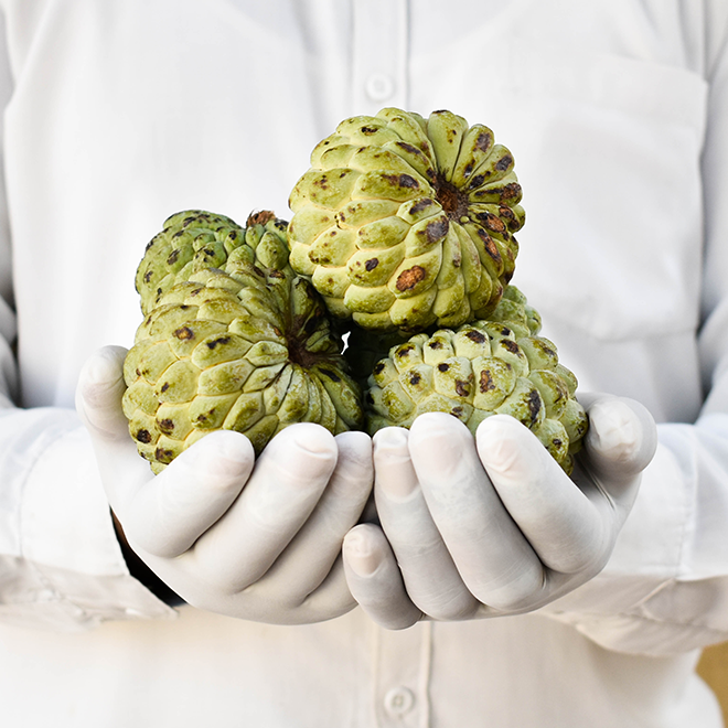 Organic Custard Apple / Sharifa