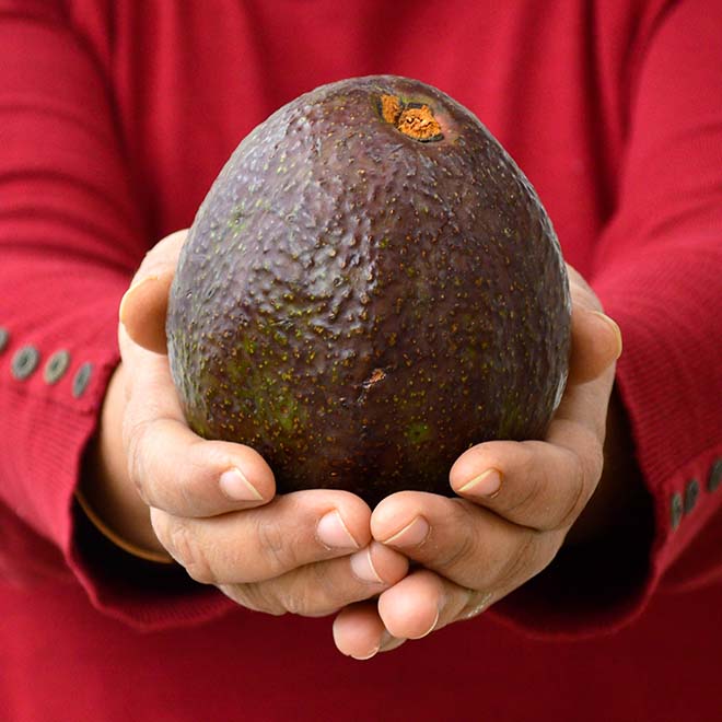 Avocado (Semi Ripe)