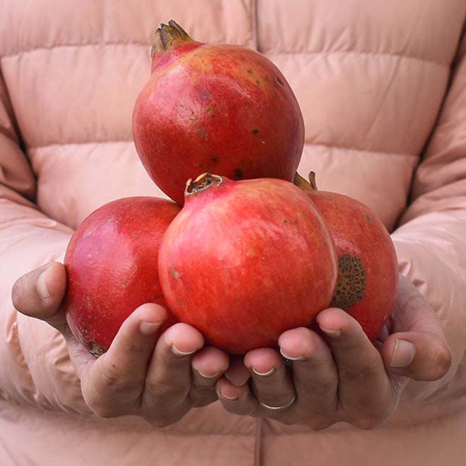 Pomegranate (Anaar)