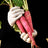 Radish / Mooli - Pink