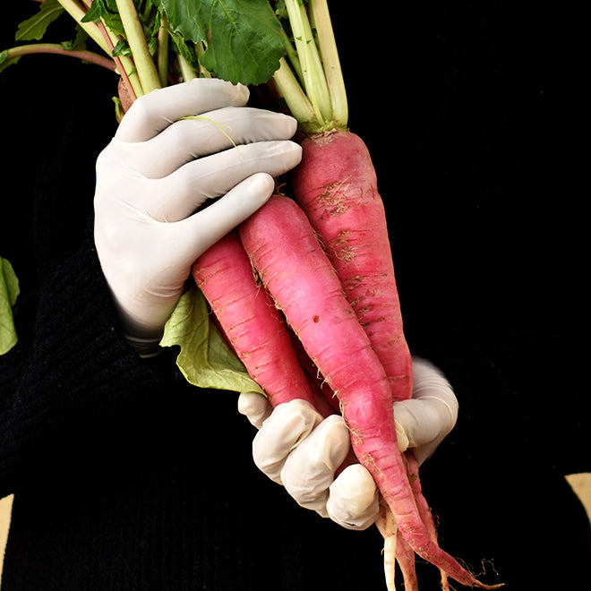 Radish / Mooli - Pink