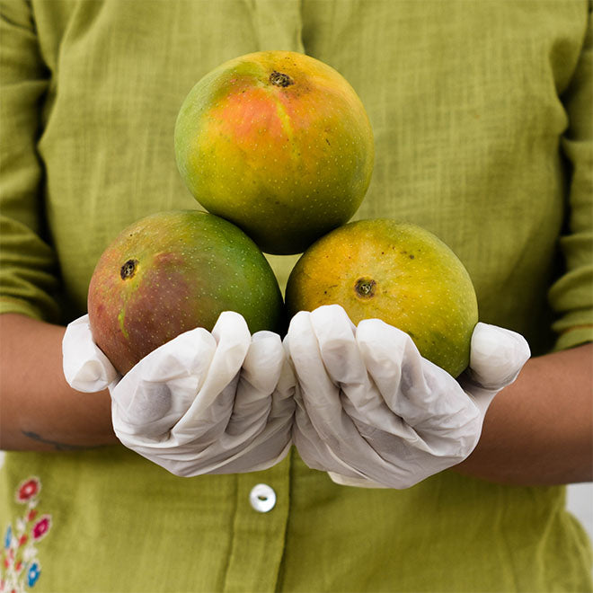 Mango / Aam - Alphonso