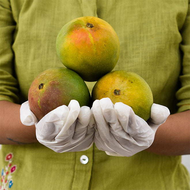 Mango / Aam - Alphonso