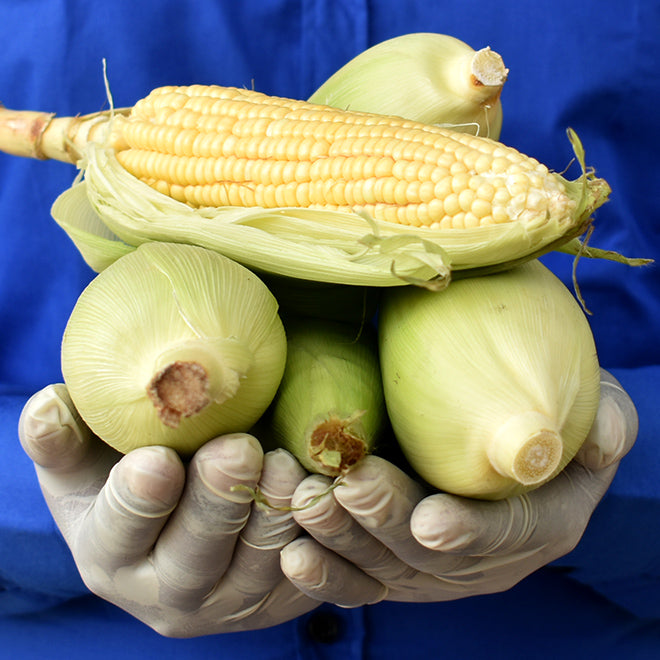 Corn (Bhutta)