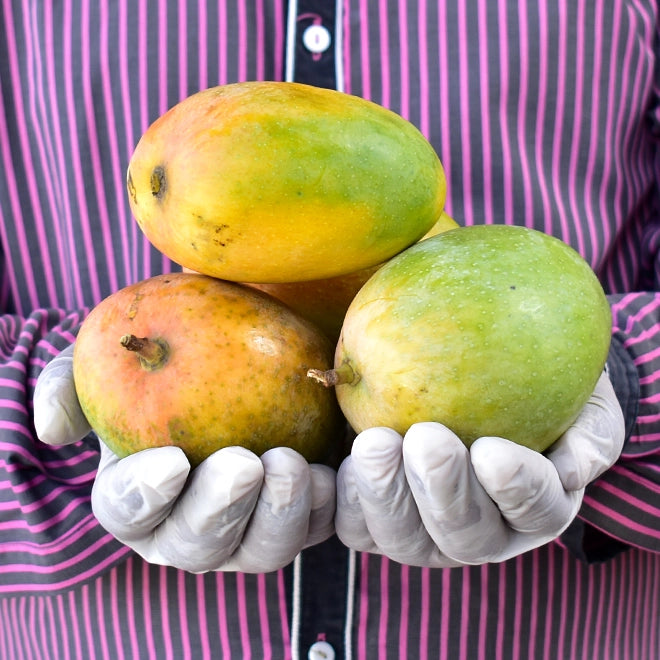 Mango (Aam) Kesari  (semi ripe)