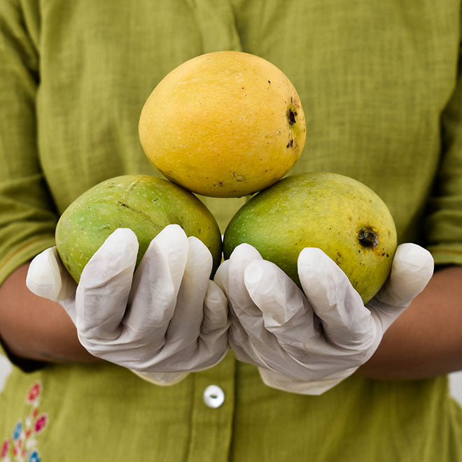 Mango Banganpalli (Semi-Ripe)