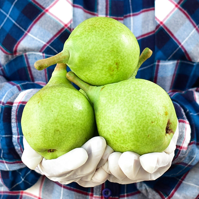 Soft Pear(Babugosha)
