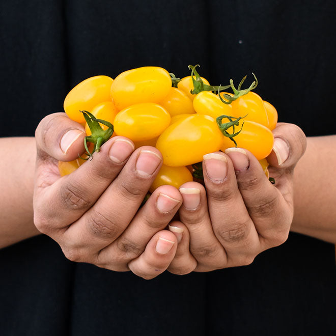 Cherry Tomato-Yellow