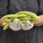 Armenian Cucumber (Kakdi)