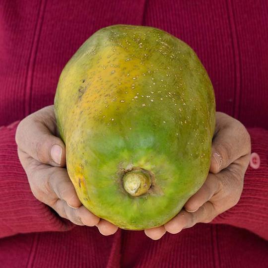 Papaya (Papita)Semi Ripe