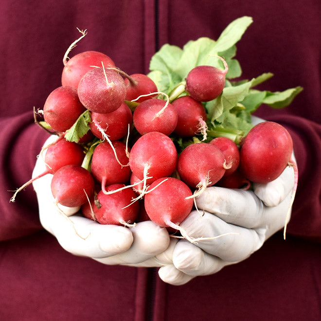 Pink Round Radish
