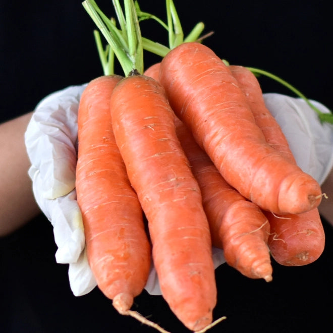 Carrot / Gajar - Orange